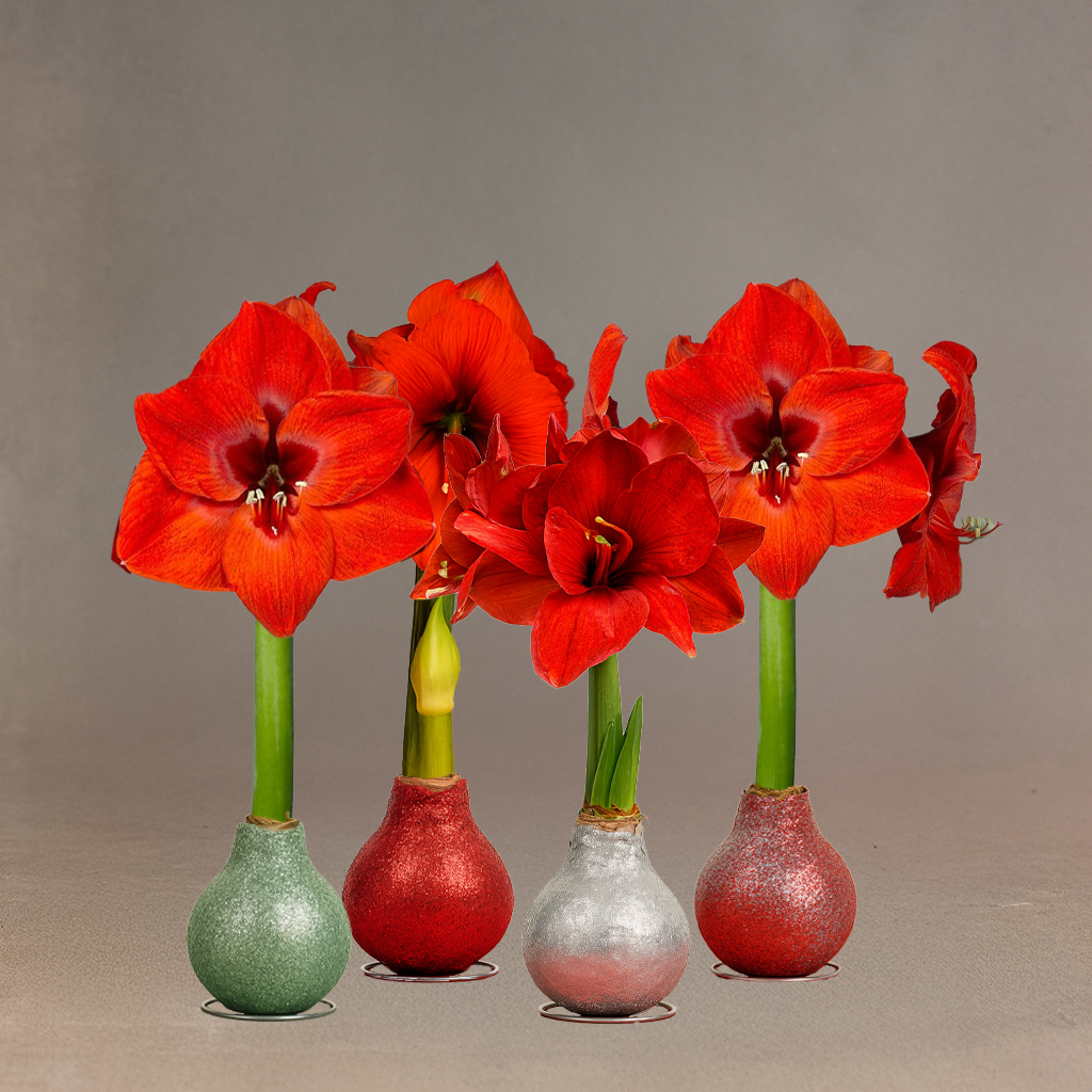 Season’s Glow & Grow Gift Duo - WINTER EDITION