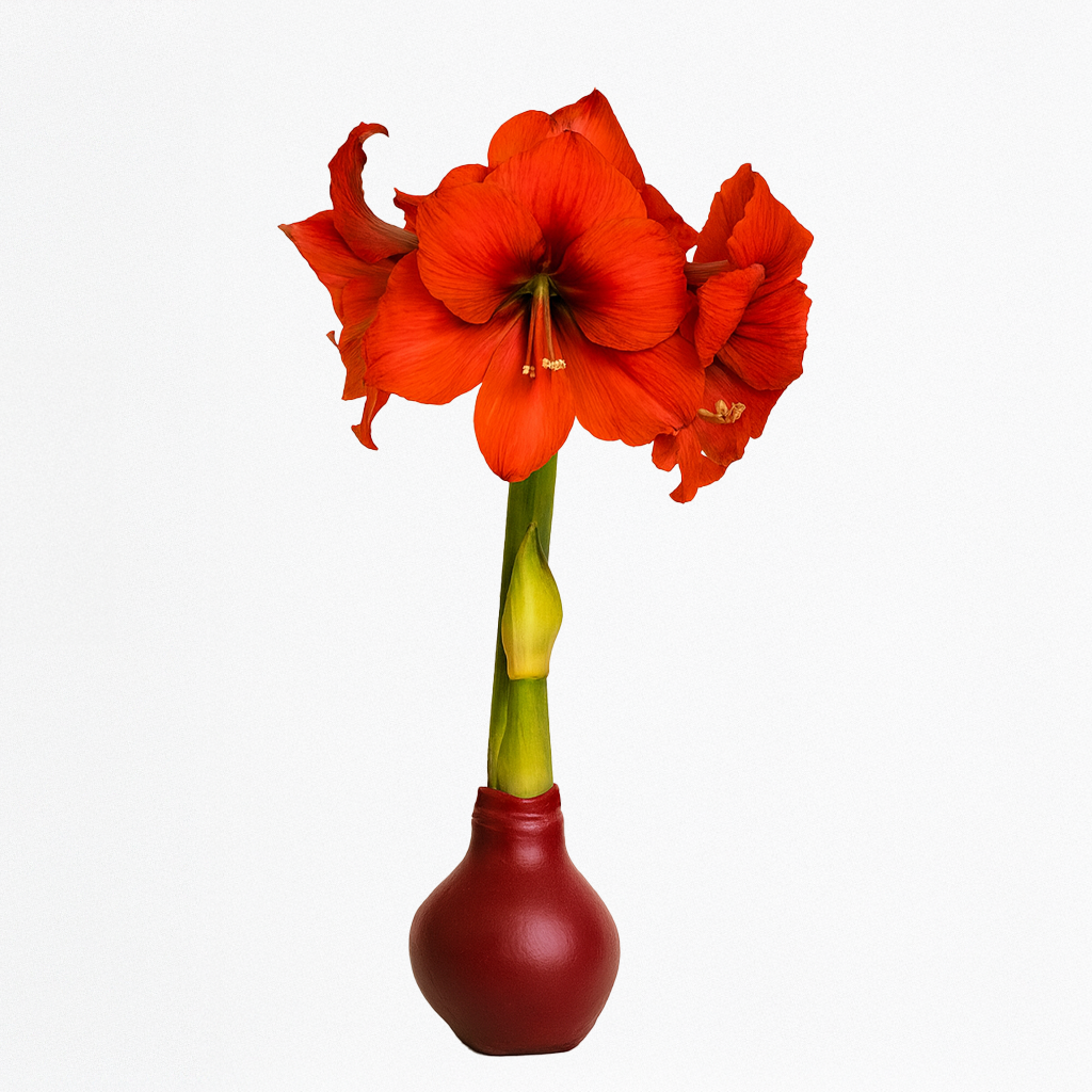Burgundy Waxed Amaryllis