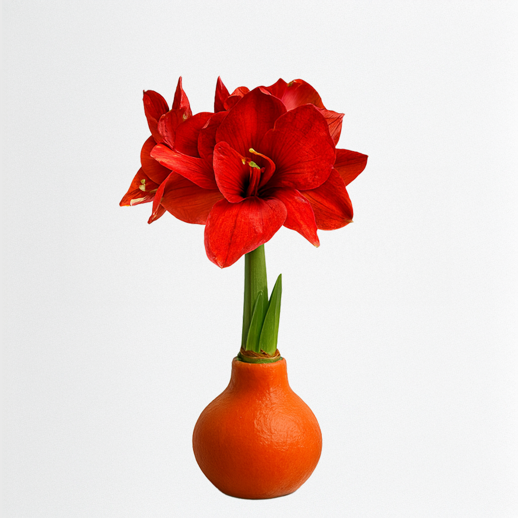 Revelation Waxed Amaryllis Bulb – Dark Orange