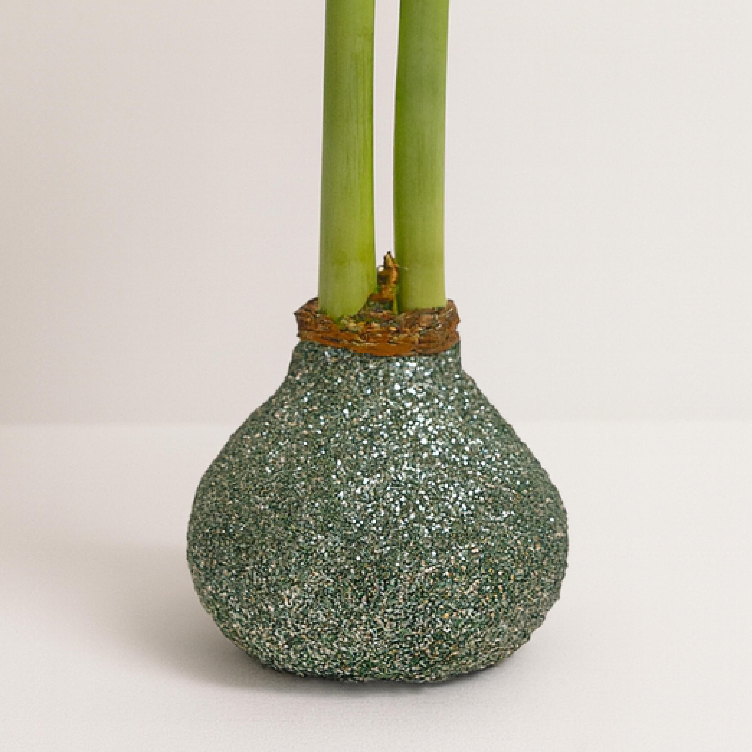 Minerva Waxed Amaryllis Bulb – Sage Glitter