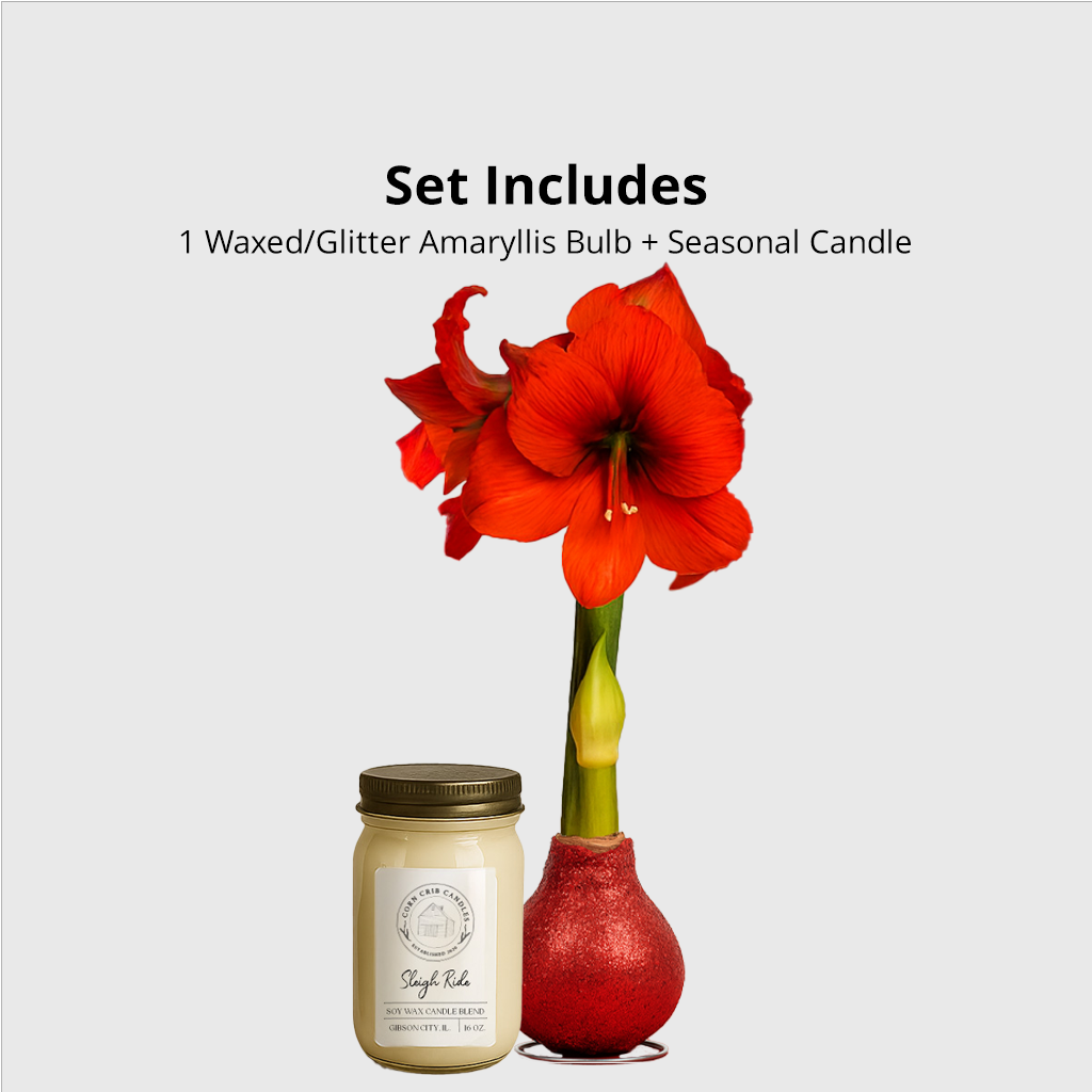 Season’s Glow & Grow Gift Duo - WINTER EDITION