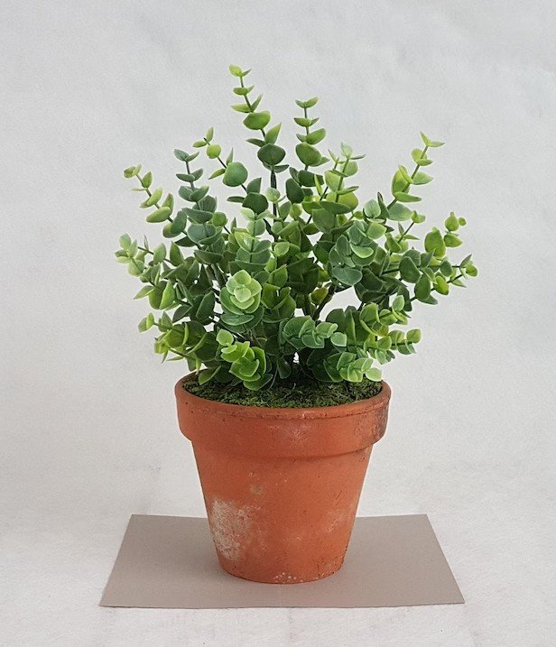 Florals - Potted Plants