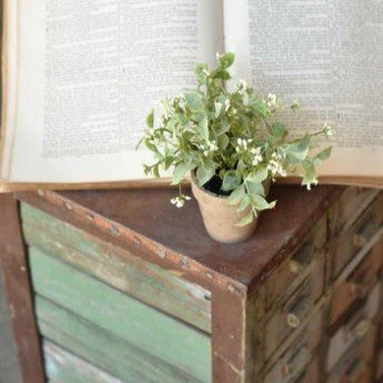 Florals - Potted Plants