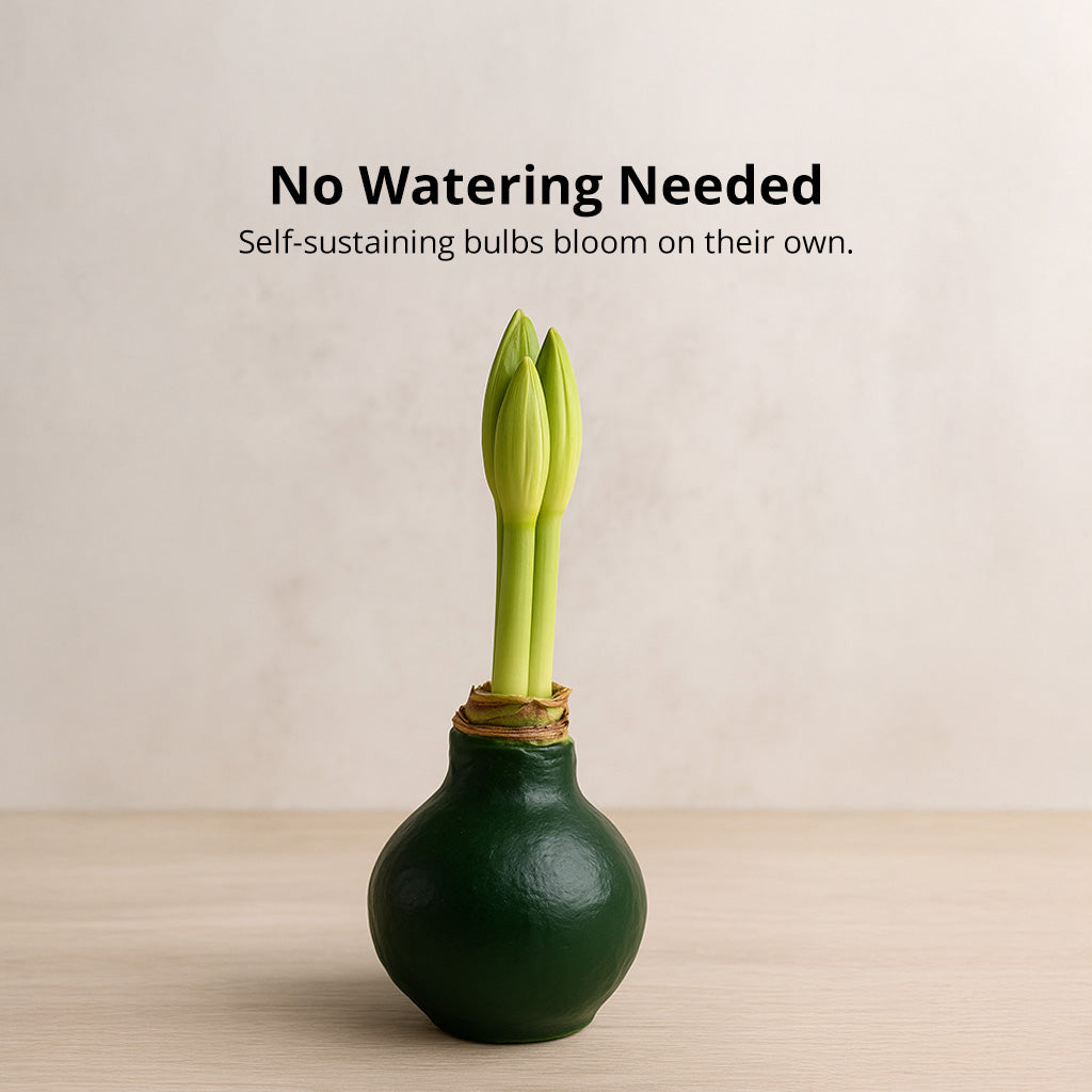 Revelation Waxed Amaryllis Bulb – Dark Green