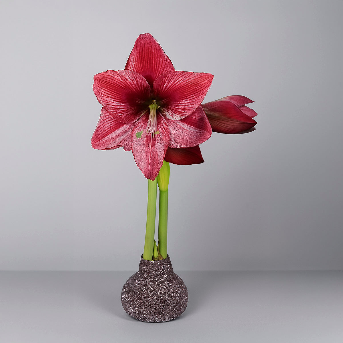 Revelation Waxed Amaryllis Bulb – Red & Silver Glitter