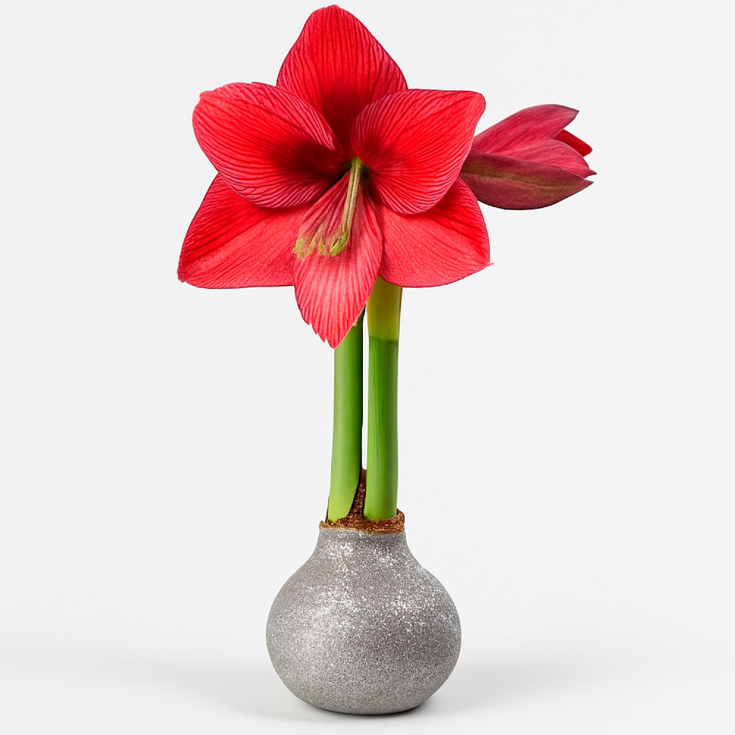Revelation Waxed Amaryllis Bulb – Silver Glitter