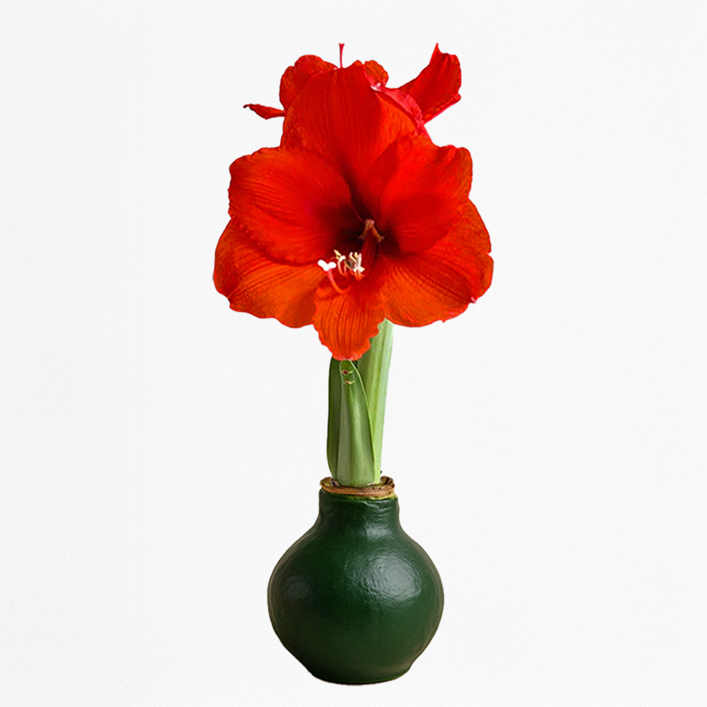 Revelation Waxed Amaryllis Bulb – Dark Green