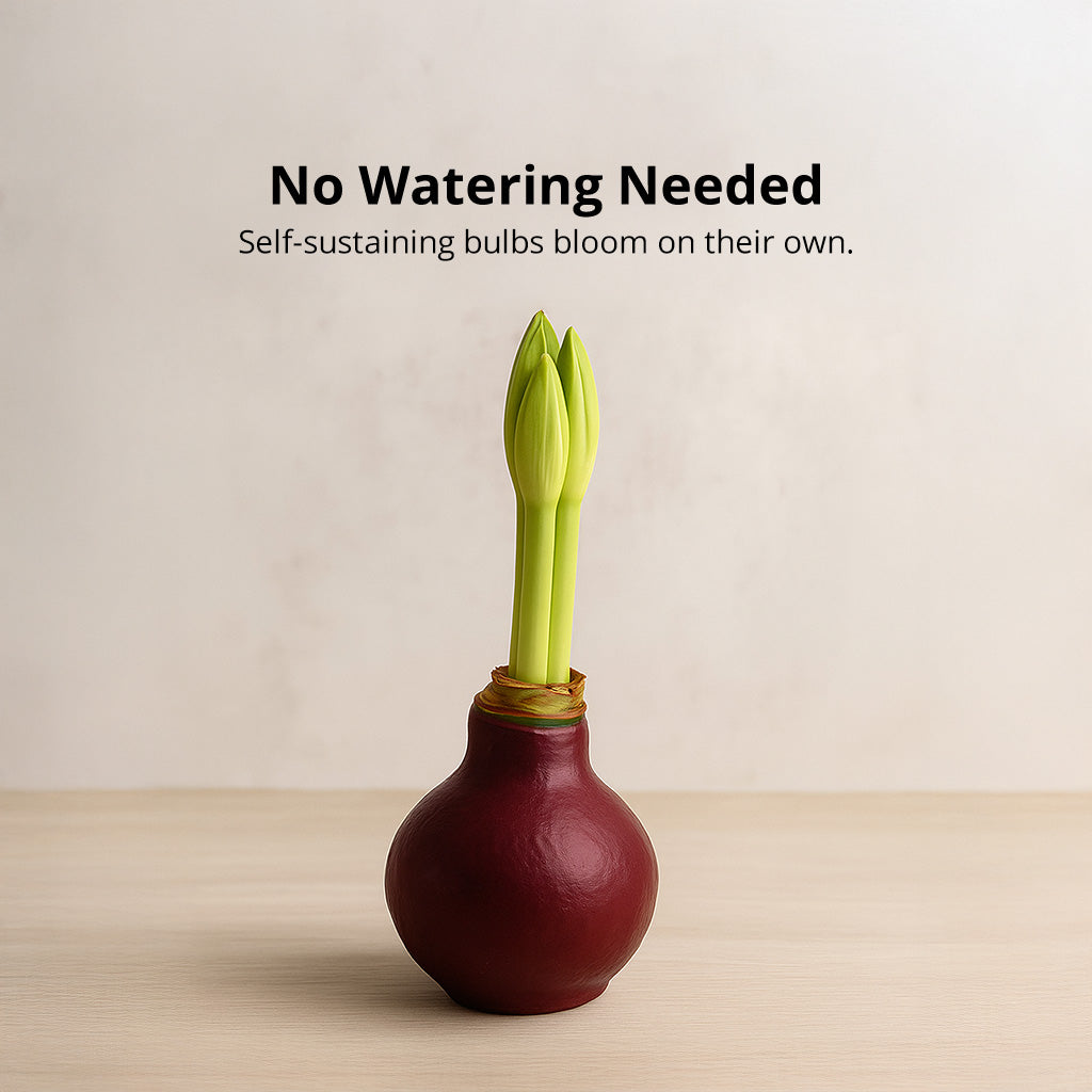 Burgundy Waxed Amaryllis