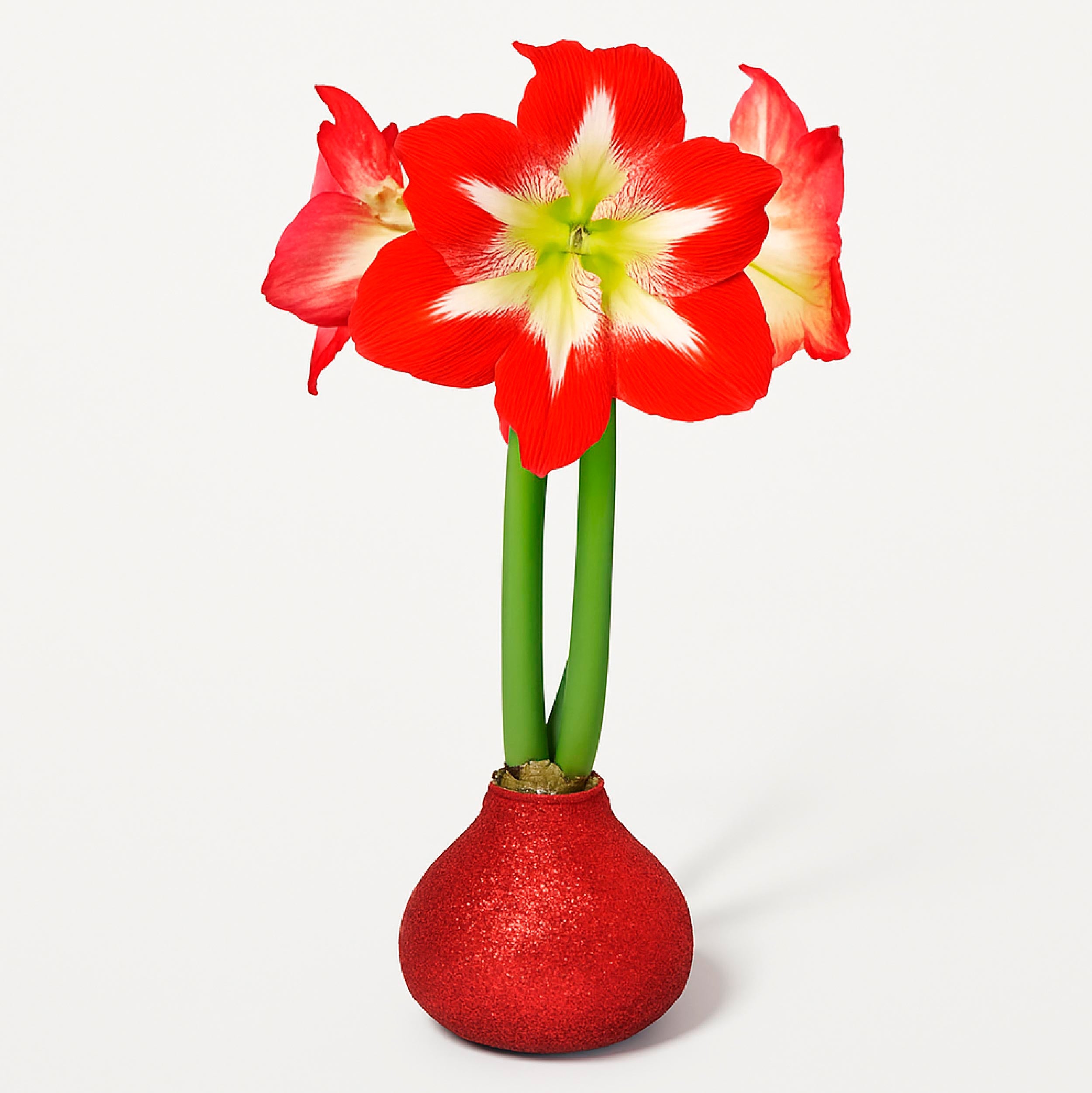 Minerva Waxed Amaryllis Bulb – Red Glitter