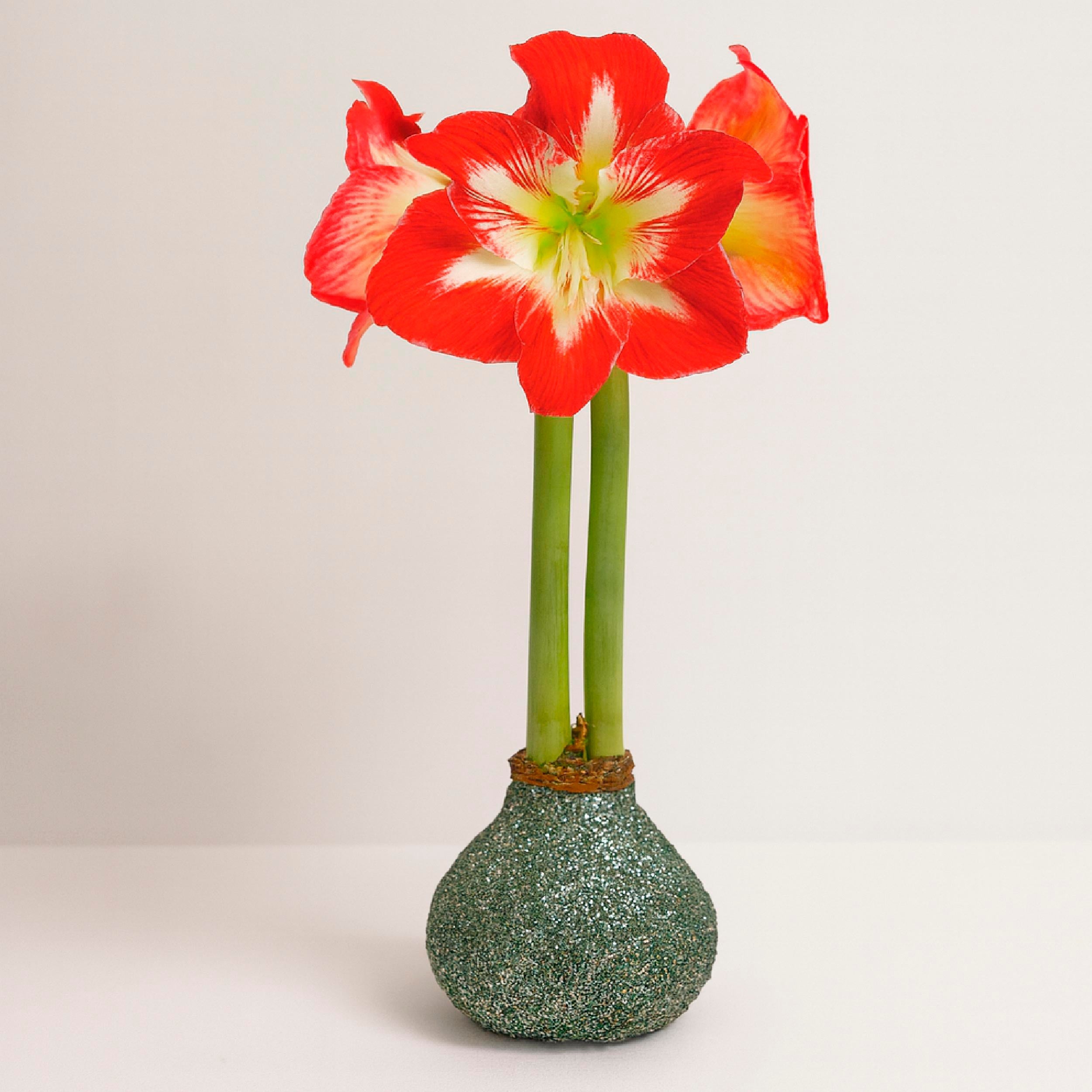 Minerva Waxed Amaryllis Bulb – Sage Glitter