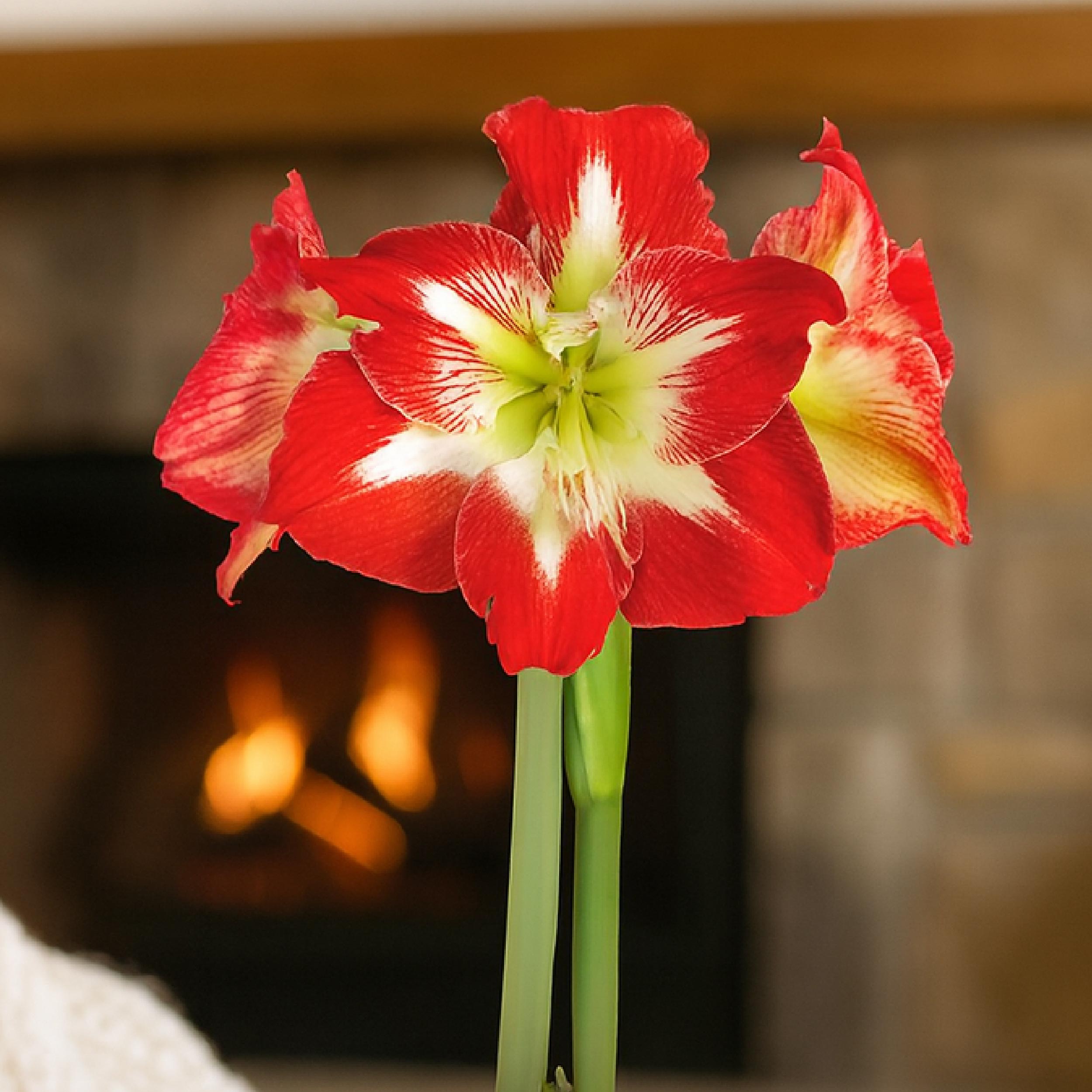 Minerva Waxed Amaryllis Bulb – Sage Glitter