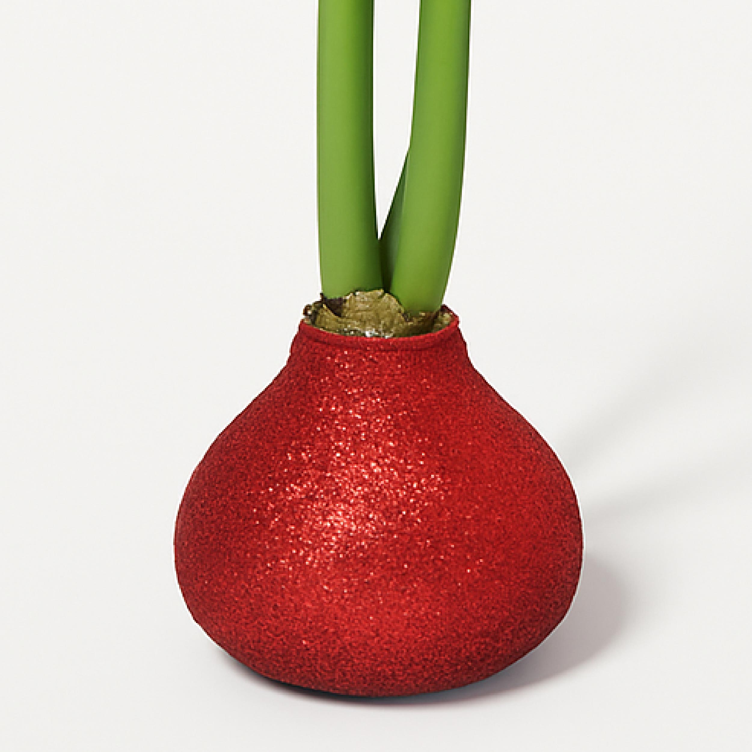 Minerva Waxed Amaryllis Bulb – Red Glitter