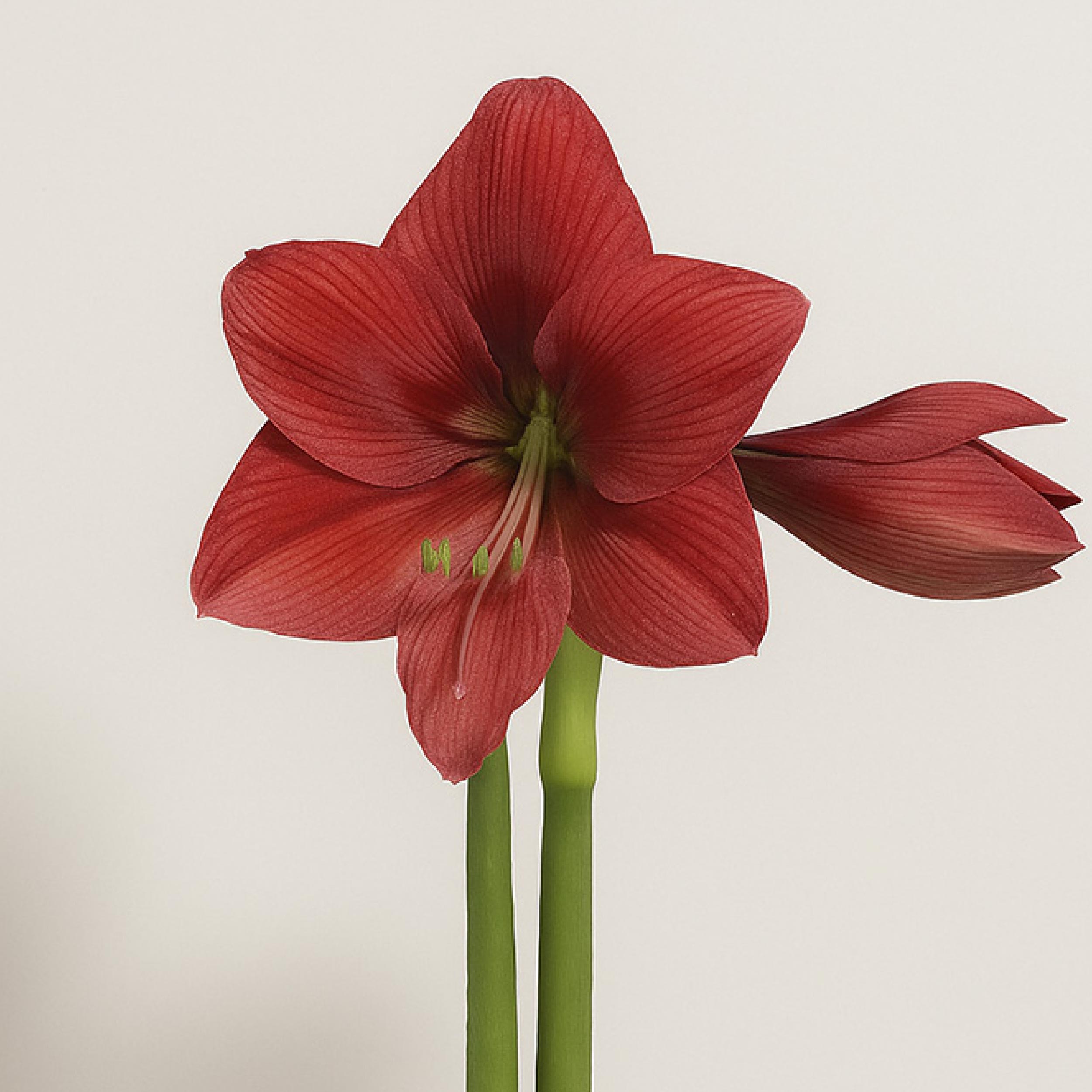 Revelation Waxed Amaryllis Bulb – Silver Glitter