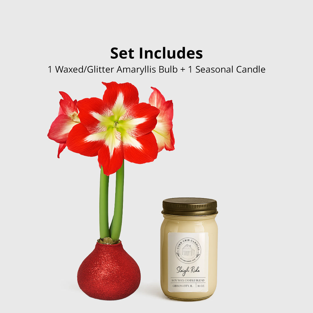 Season’s Glow & Grow Gift Duo - WINTER EDITION