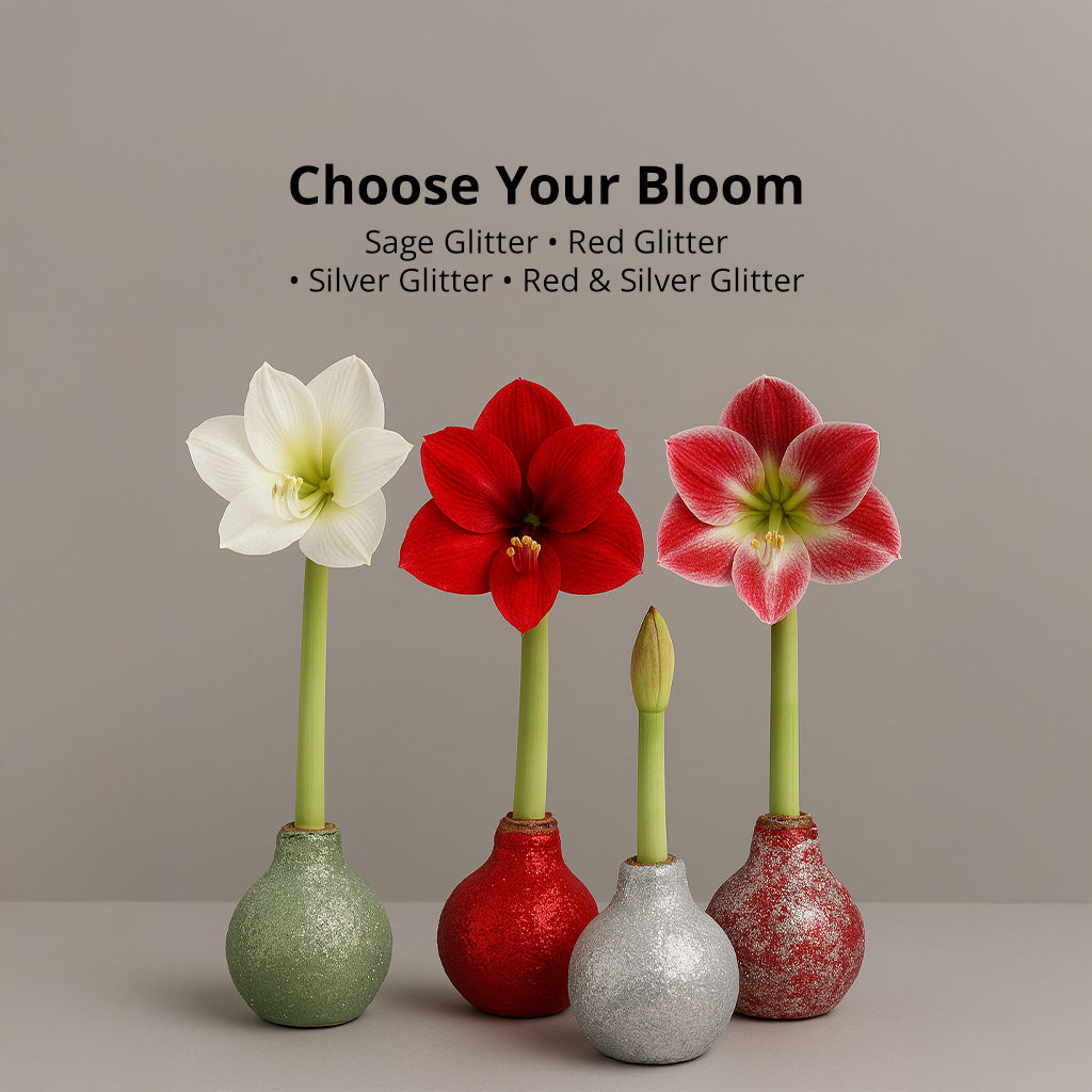 Season’s Glow & Grow Gift Duo - WINTER EDITION